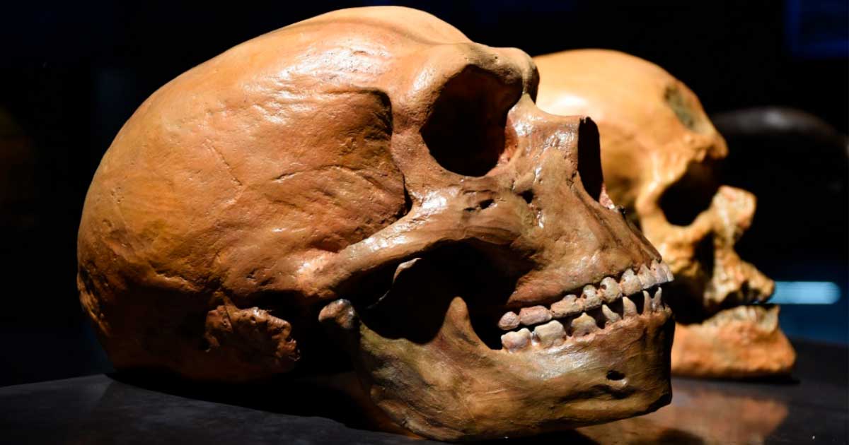 Neanderthal and modern human skulls. Source: Bruder / Adobe Stock