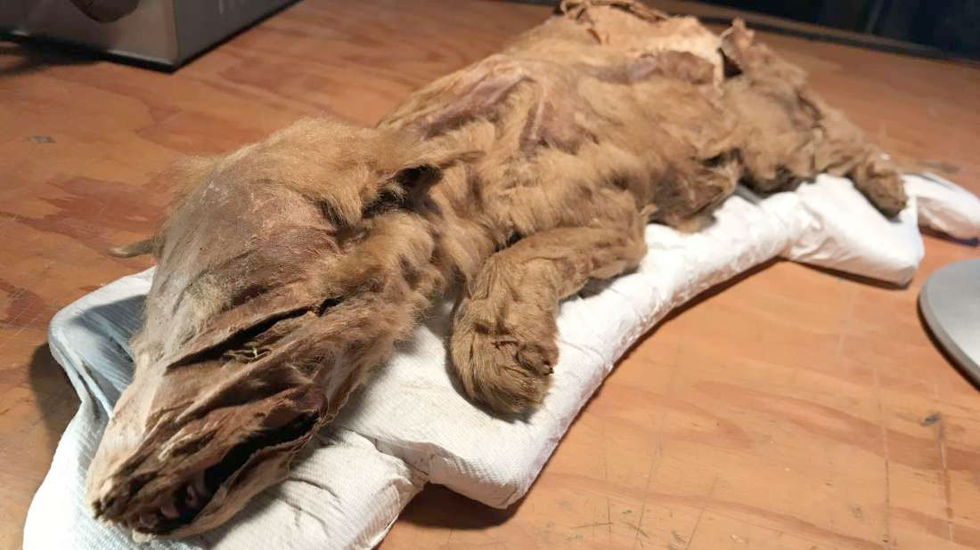 Miners hit ice age gold Find a mummified wolf cub
