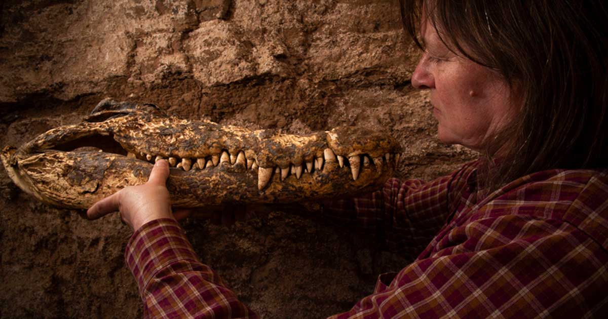 Bea De Cupere from the Royal Belgian Institute of Natural Sciences with one of the mummified crocodiles. Source: Patricia Mora Riudavets / Royal Belgian Institute of Natural Sciences