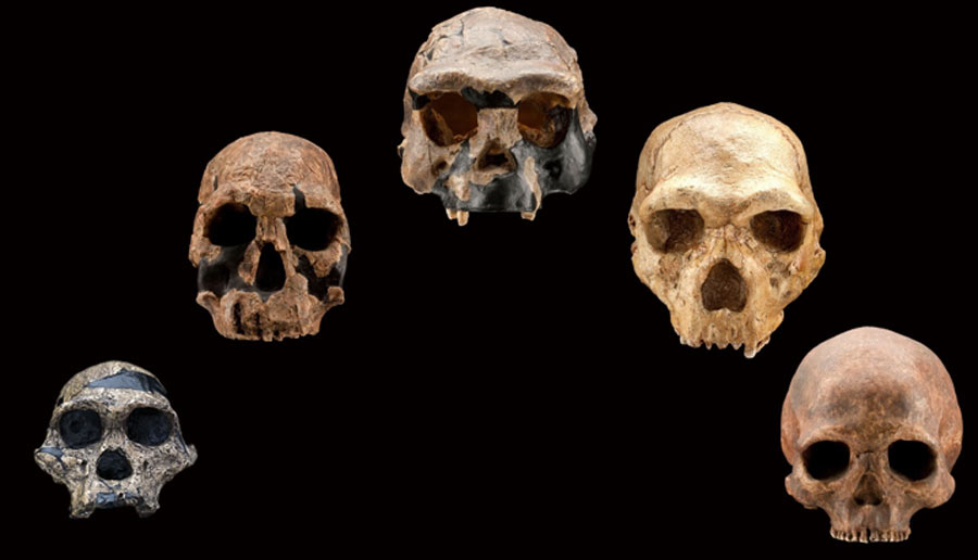 This arc of five hominid skulls has been used for over 100 years to prove that natural selection theory is totally random and accidental, but a new study shows this to be false for a malaria mutation.	Source: Smithsonian