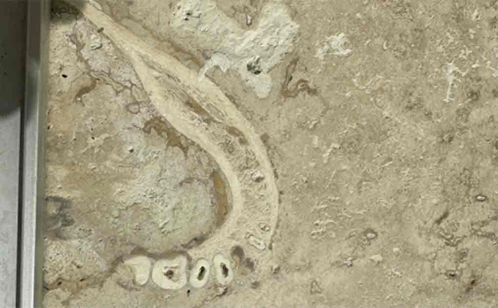 Dentist Finds Prehistoric Hominin Jawbone in Bathroom Tile!