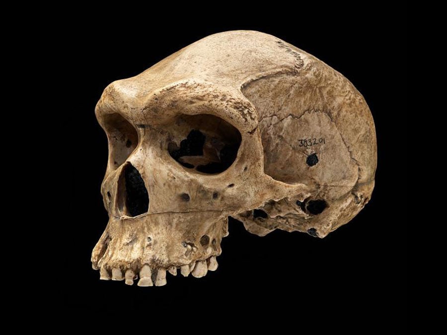 The Kabwe Skull with bullet-like hole. prehistoric skulls.	Source: Jim Di Loreto and Don Hurlbert / Smithsonian Institution