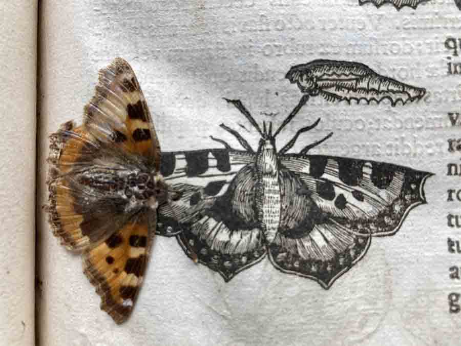 The Butterfly Company: Preserved Dried Butterflies & Insects
