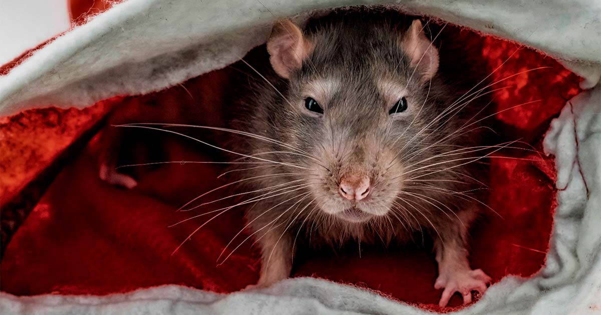 Interview Blunder Raises Important Question – What Is A Rat King?