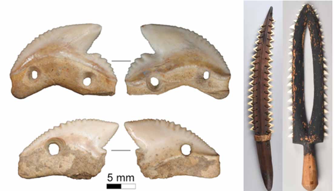 Bringing a Shark to a Knife Fight: 7,000-year-old Shark-tooth Knives  Discovered in Indonesia