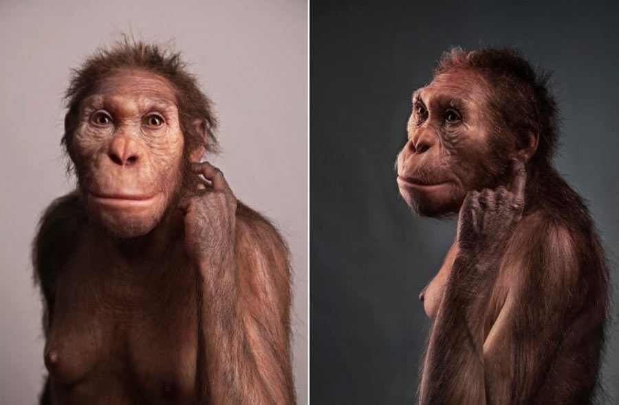 Life reconstruction of Australopithecus sediba commissioned by the University of Michigan Museum of Natural History.  Sculpture by Elisabeth Daynes.	Source: S. Entressangle / Wits University