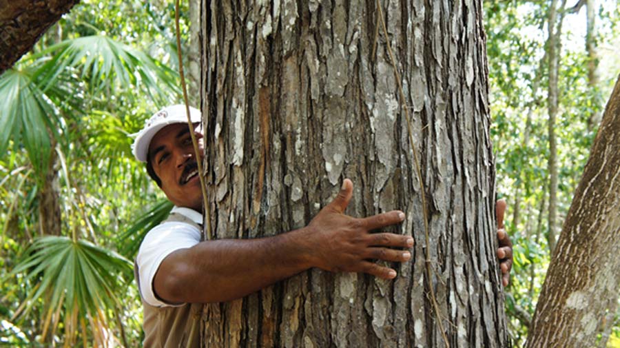 Tree Huggers. The Unspoken History of Indian Environmental Martyrs |  Ancient Origins