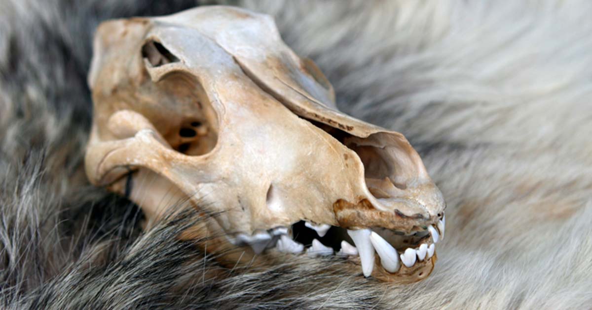 Jefuitorii de morminte din România antică foloseau cranii de lup pentru a alunga spiritele rele ale morților!