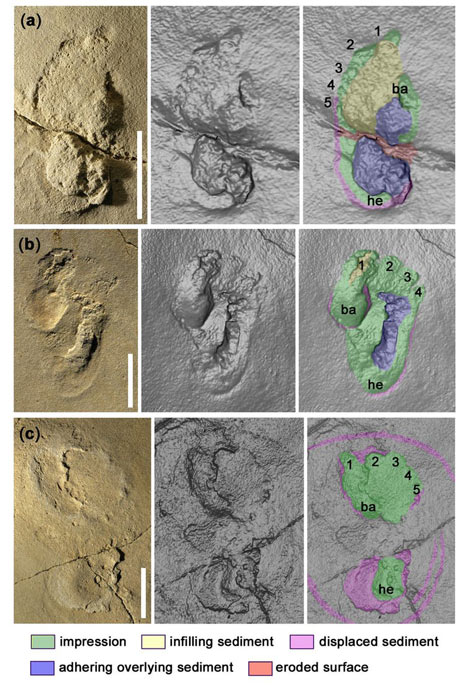 Looking at the Crete footprints up close using different views that ultimately reveal the human-like footprints. (Matthew Robert Bennett  and Per Ahlberg / The Conversation)