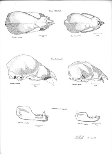 Comparisons of the fossil skulls of Desmodus draculae (left) with the Common Vampire Bat, Desmodus rotundus. 