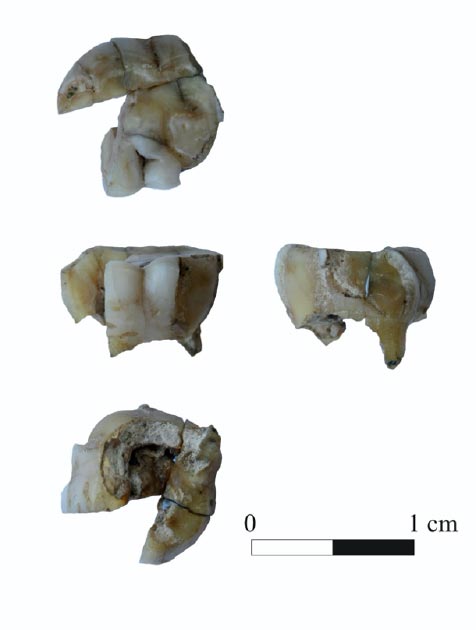 A                                      fragmented tooth belonging to a                                      close cousin of today’s First                                      Americans. (G. Pavlenok)