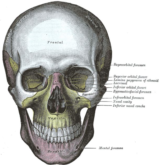 The human skull, with the mandible shown in purple at the bottom. (Pngbot / Public Domain)
