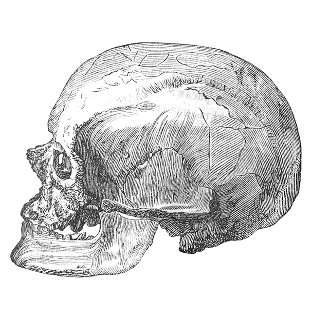 The illustration of Cro-Magnon skull in the old book the Antropology, by I. Mechnikov, 1879, St. Petersburg. Source: wowinside / Adobe Stock.