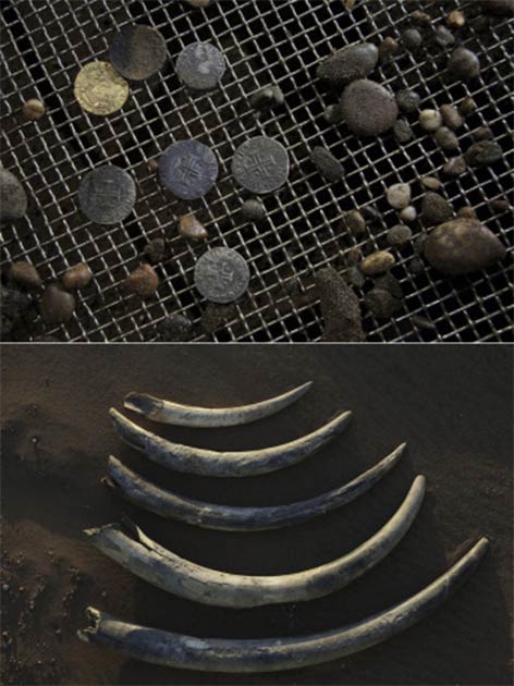 Treasures from the Bom Jesus shipwreck. Top: gold 10-cruzado coins (cross insignia), minted under the reign of King João III of Portugal in 1525 and withdrawn in the 1530s, helped to date and identify the ship. Bottom: the shipwreck cargo included more than 100 unworked elephant tusks. (Amy Toensing; National Geographic Image Collection license)