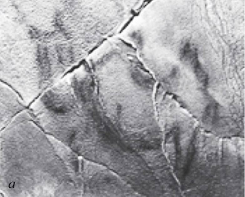 Images of camels and other animals have been discovered in caves in the southern Urals. (Yuri Esin)