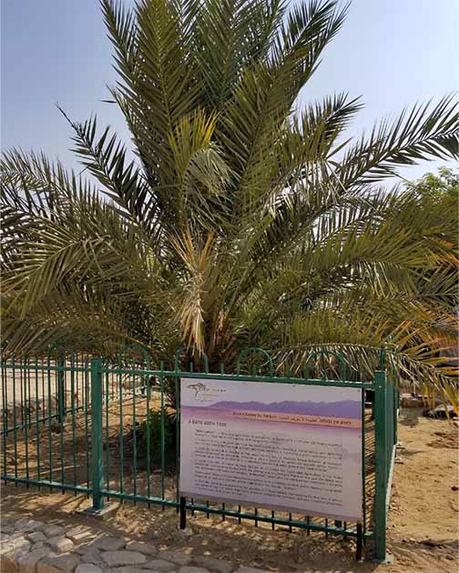 The Judean date palm at Ketura, Israel, nicknamed Methuselah (DASonnenfeld/CC BY-SA 4.0)