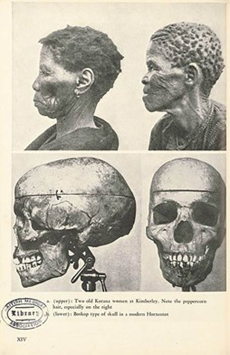 Two old Korana women and Boskop type of skull, plate XIV in Human Ancestry From a Genetical Point of View, by R. Ruggles Gates, Harvard University Press, (1948) (Wellcome Images / CC BY-SA 4.0)
