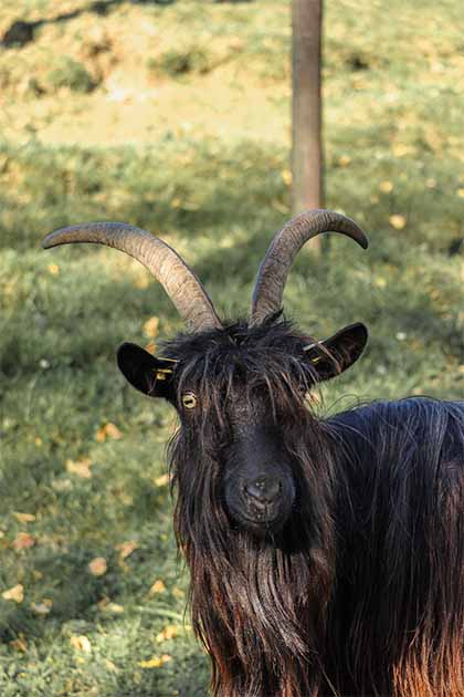 A Rwandan superstition discouraged women from eating goat meat, lest they grow hairy. It was likely a ploy for the men to keep more for themselves (Public Domain)