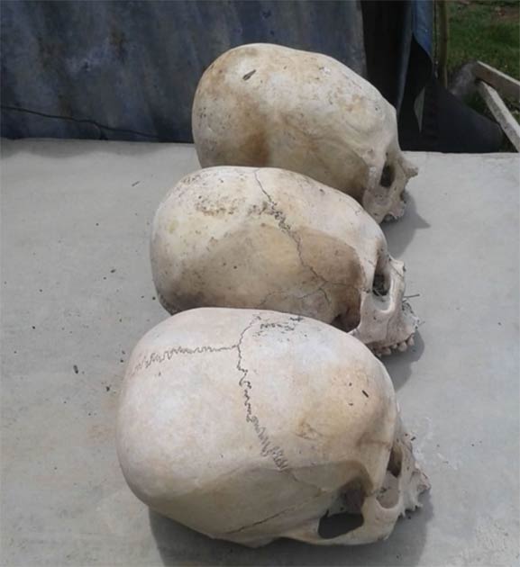 Dos de los cráneos muestran distintos signos de elongación. (Foto: © Philip JS Jones)