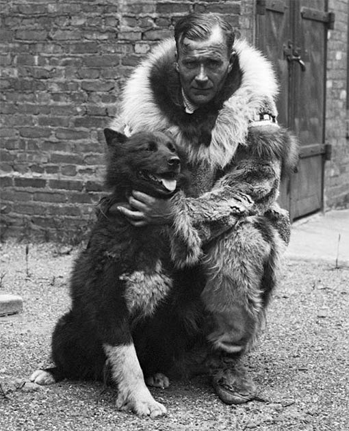 Balto became a famous dog after successfully delivering diphtheria antitoxin to Nome in Alaska in 1925. The lead dog for the final stretch of the expedition, he can be seen here with Gunnar Kaasen the musher of the last team. (Public domain)
