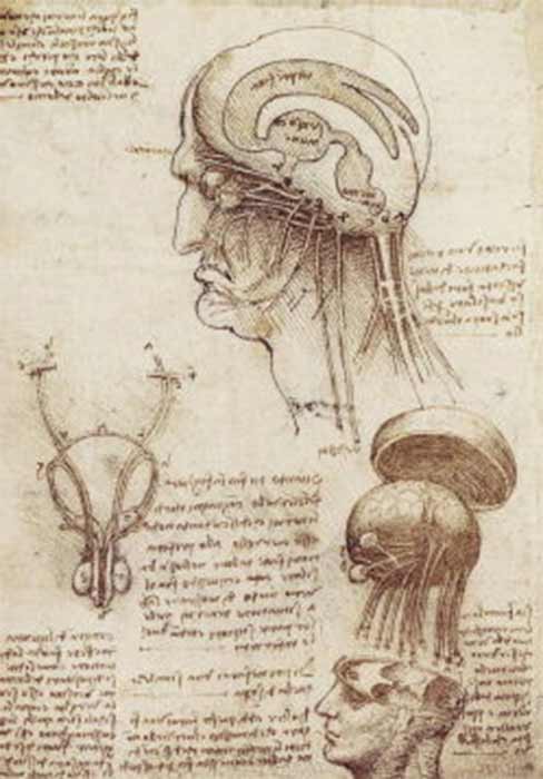 Leonardo's physiological sketch of the human brain and skull (c.?1510) (Public Domain)