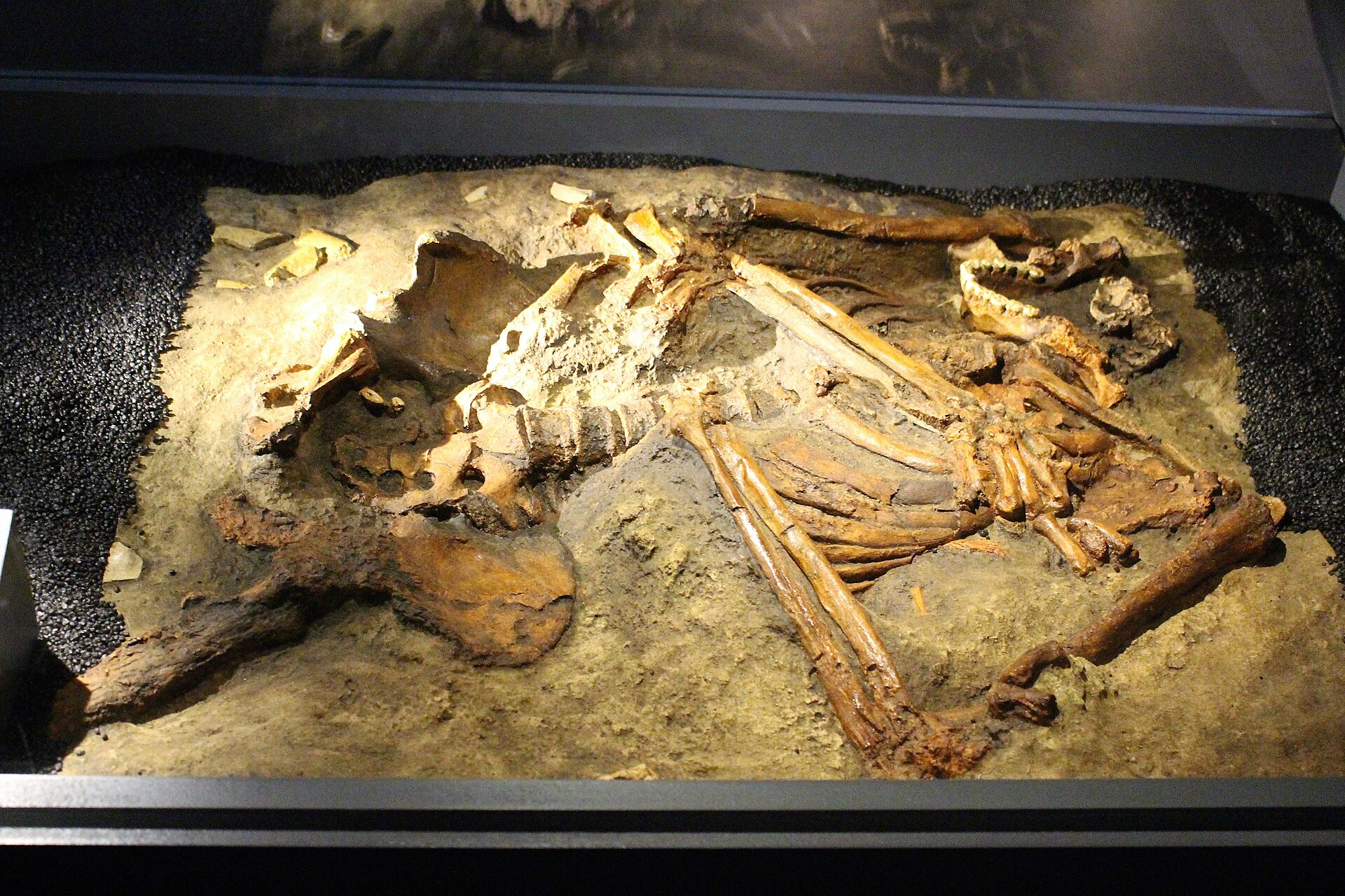 A museum reconstruction of a Neanderthal burial. Evidence from Middle Paleolithic burials suggests Neanderthals cared for their dead and may have practiced complex social or symbolic behaviors long before the arrival of modern humans in Europe and western Asia