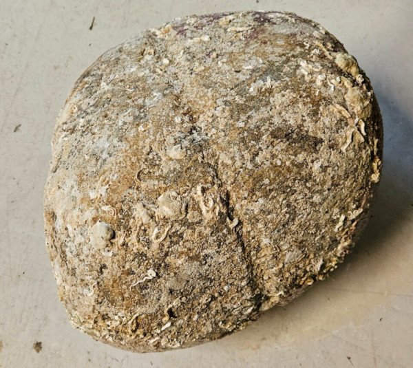 The possible anchor cleaned and dried showing the groove that indicates it was used as an anchor. 