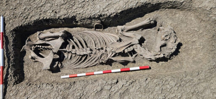 Horse burial discovered in Romania