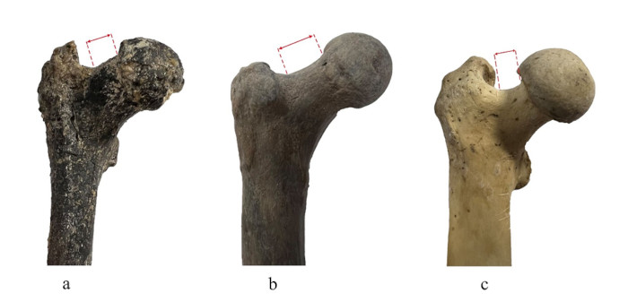 The femur from the study compared with those of two other hominins