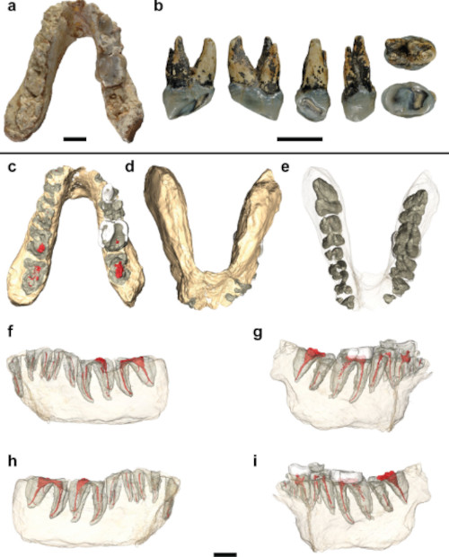 Lower jaw and tooth (holotype) of Graecopithecus freybergi