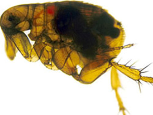 A flea whose foregut is blocked by a Y. pestis biofilm