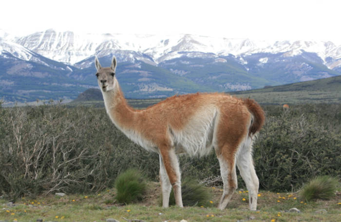 Guanacos in Torres del Paine National Park, Chile 