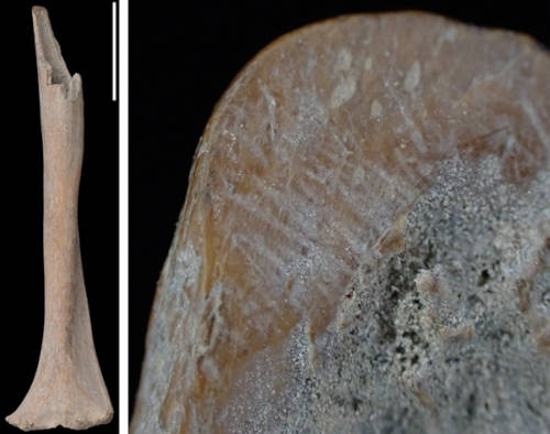 Worked limb bones showing various modification techniques. 