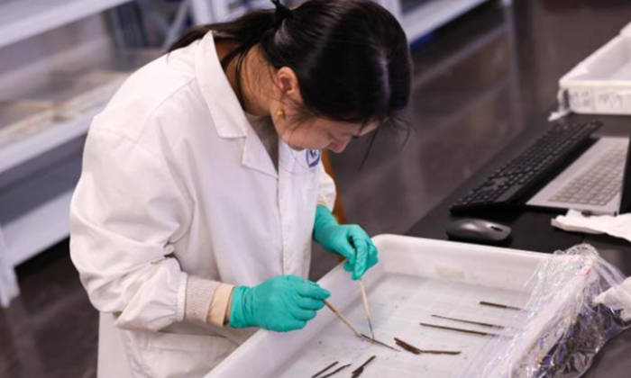 Researcher sorting the bamboo slips found.