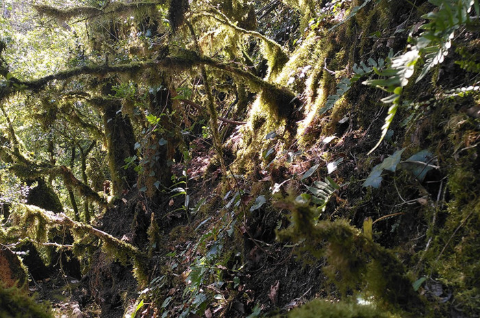 The steep, dense landscape where the bronze axe was discovered by the volunteer