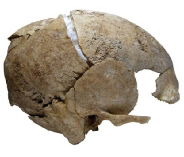 The skull found at La Loma in Santibáñez de la Peña, Palencia, Spain