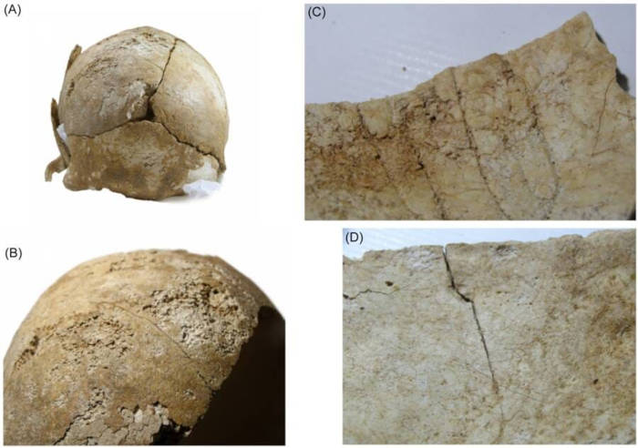 Weathering maks on the skull.