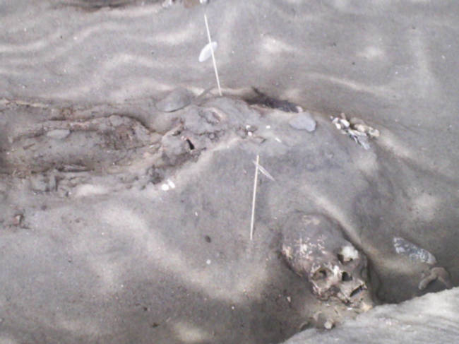 Mummies in the desert sand.