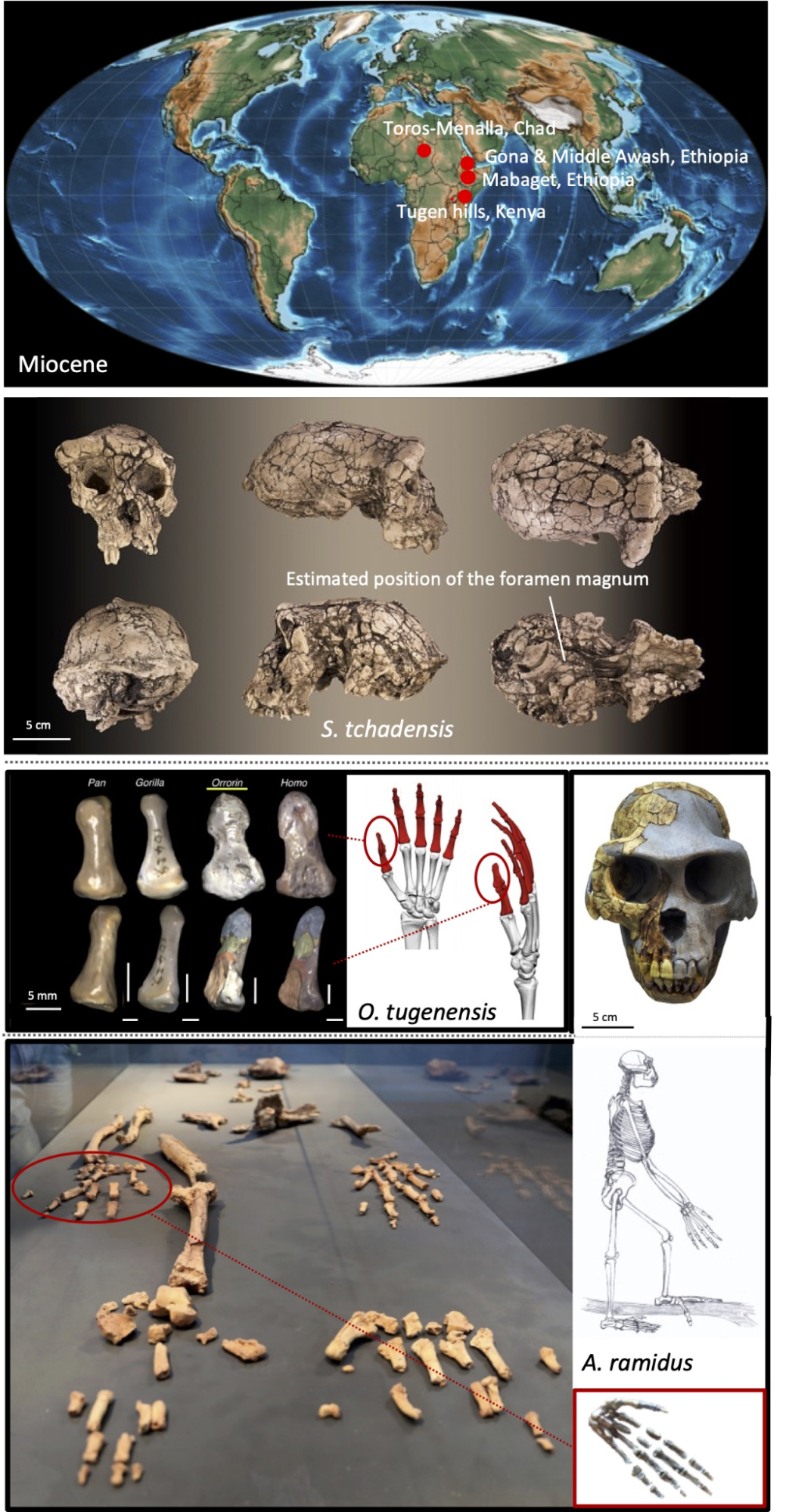 Composite comparison of early hominin fossils and evidence for bipedalism