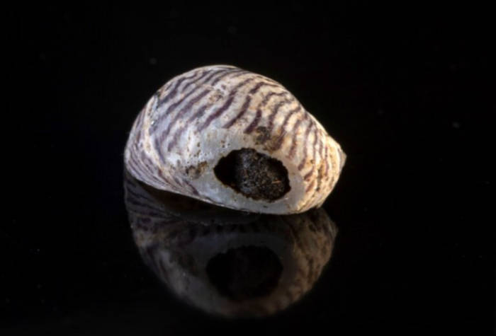 Decorated snail shell.