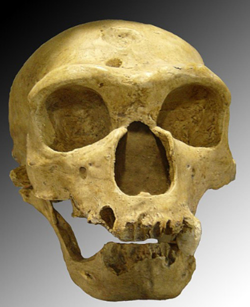 Homo nEANDERTHALIS SKULL