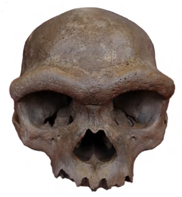 Holotype cranium of Homo longi, now discussed alongside Denisovan fossils