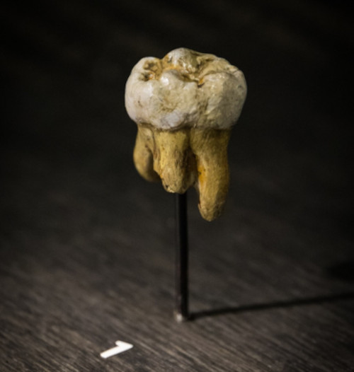 Replica of a Denisovan molar originally found in Denisova Cave