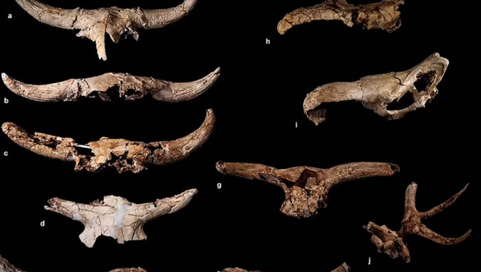 Crania and horns (mainly aurochs here) found at Des-Cubierta Cave 
