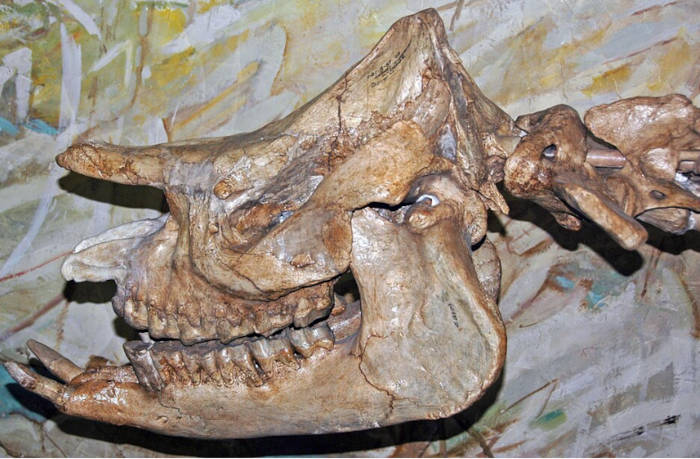 Prehistoric rhinoceros skull fossil specimen