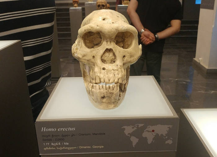 Dmanisi cranium and lower jaw