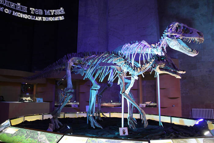 Tarbosaurus and Saurolophus mounted skeletons