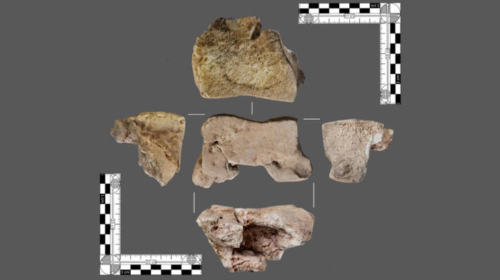 Elephant carpal bone discovered in Spain.