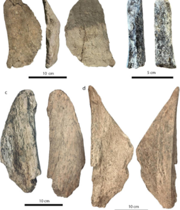 Selection of bone tools from Casal Lumbroso