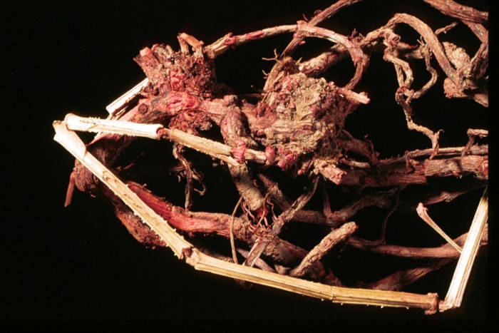 Microscopic view showing plant-based dye residues in fiber 